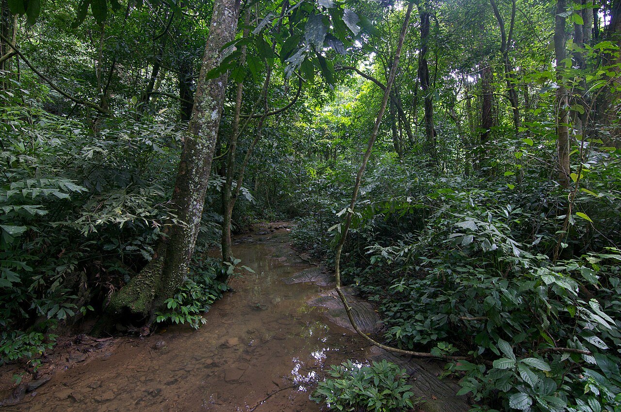 Regenwald mit einem Bach im Nationalpark Cuc Phuong