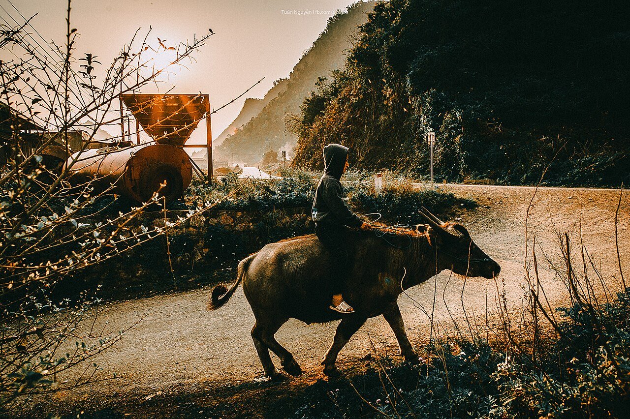 Bison und Reiter auf einer Straße in Moc Chau bei Sonnenuntergang