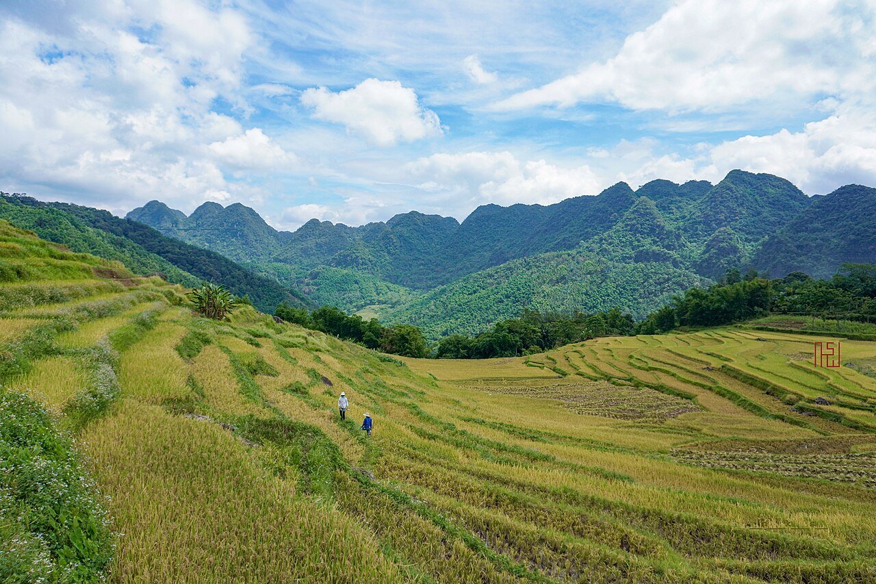 Reisfelder und grüne Berge im Naturschutzgebiet Pu Luong